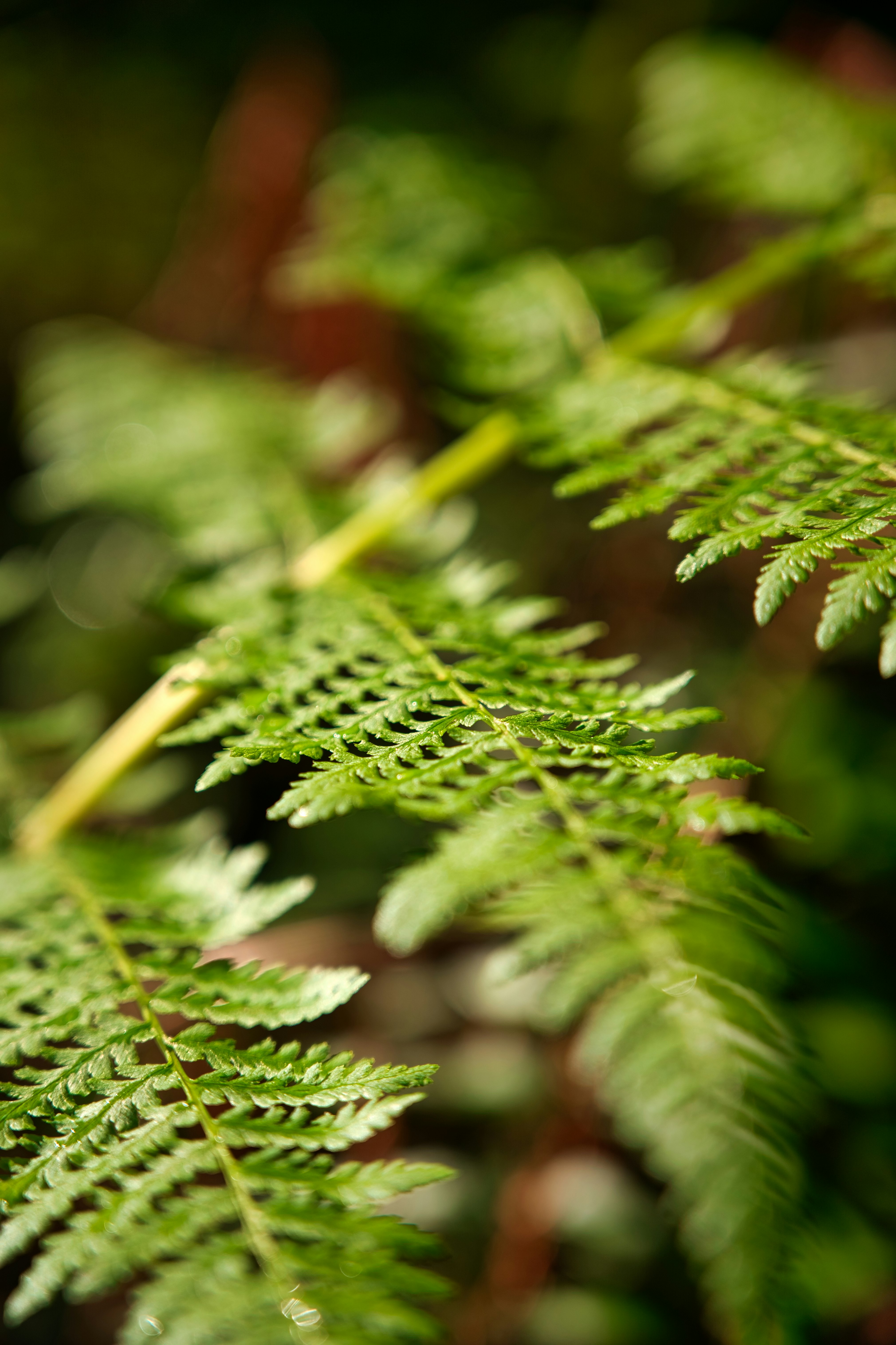 green fern plant in close up photography